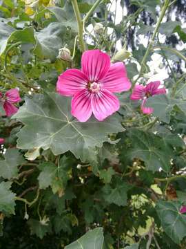 Imagem de Malva assurgentiflora (Kellogg) M. F. Ray