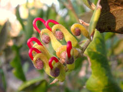 Image of Grevillea ilicifolia (R. Br.) R. Br.