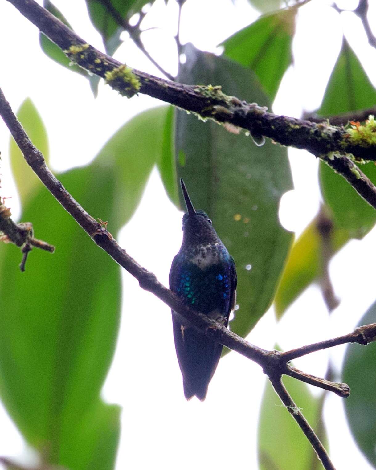 Image of Emerald-bellied Puffleg