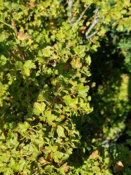 Image of Ribes orientale Desf.