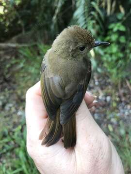 Image of Atherton Scrubwren