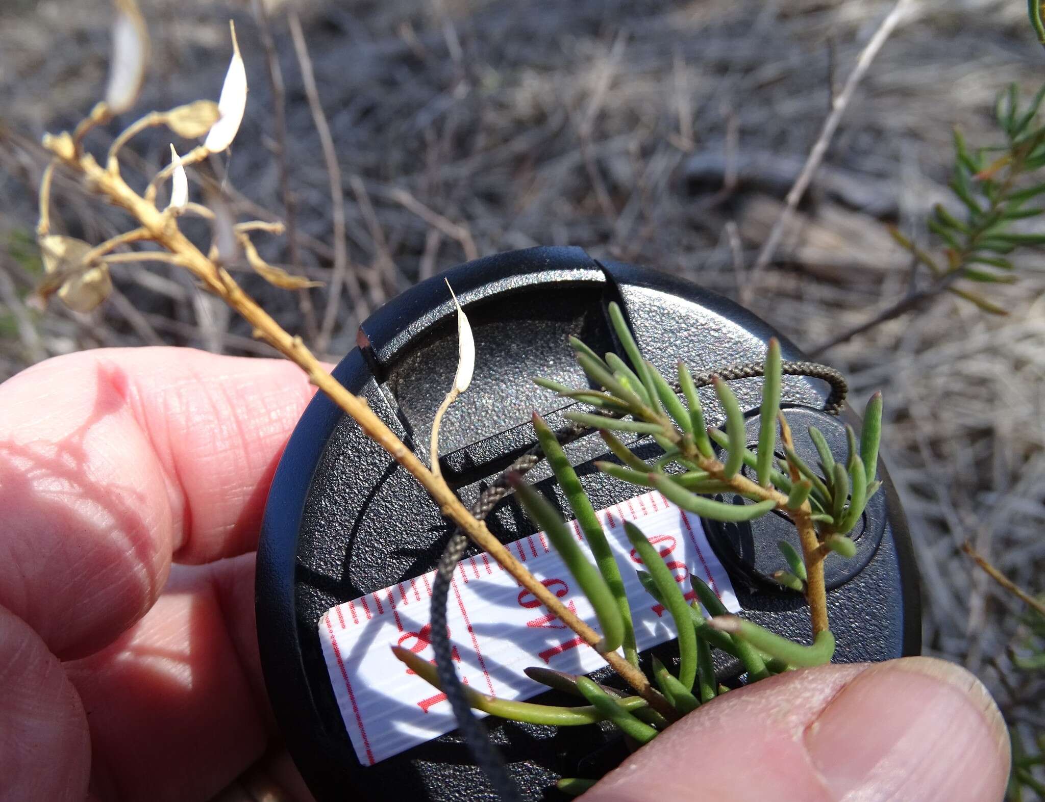 صورة Lepidium leptopetalum (F. Muell.) F. Muell.