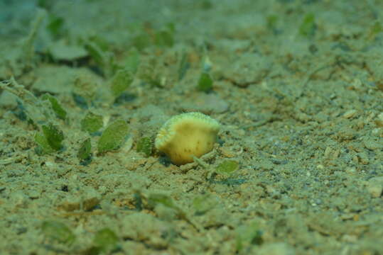 Image of Button Coral