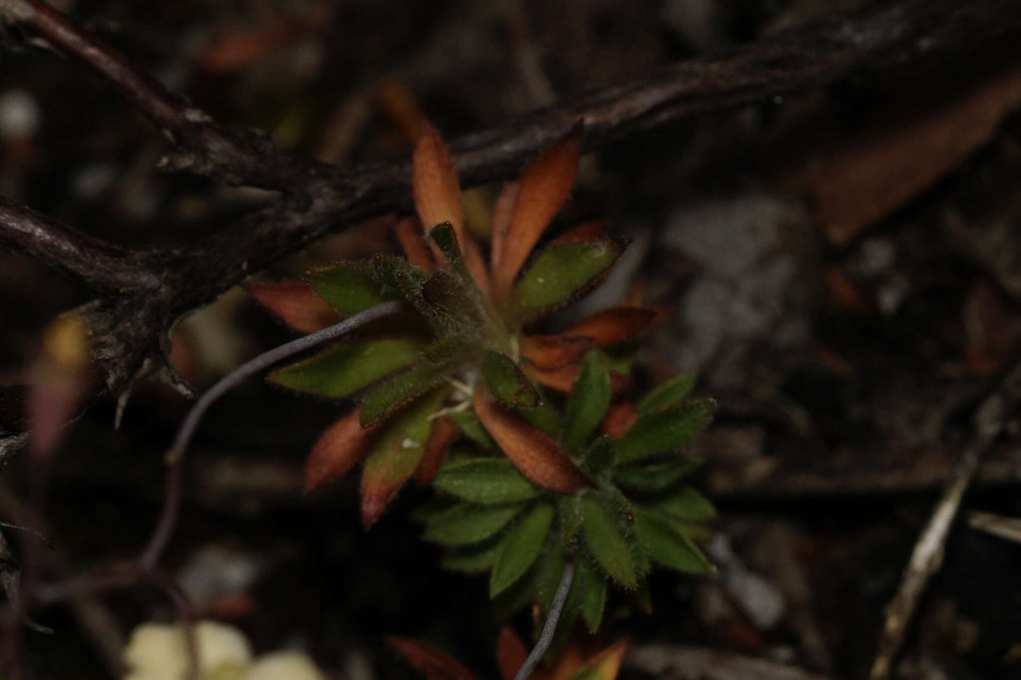 Image of Stylidium acuminatum (Carlquist) Wege