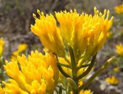 Image of Pteronia paniculata Thunb.