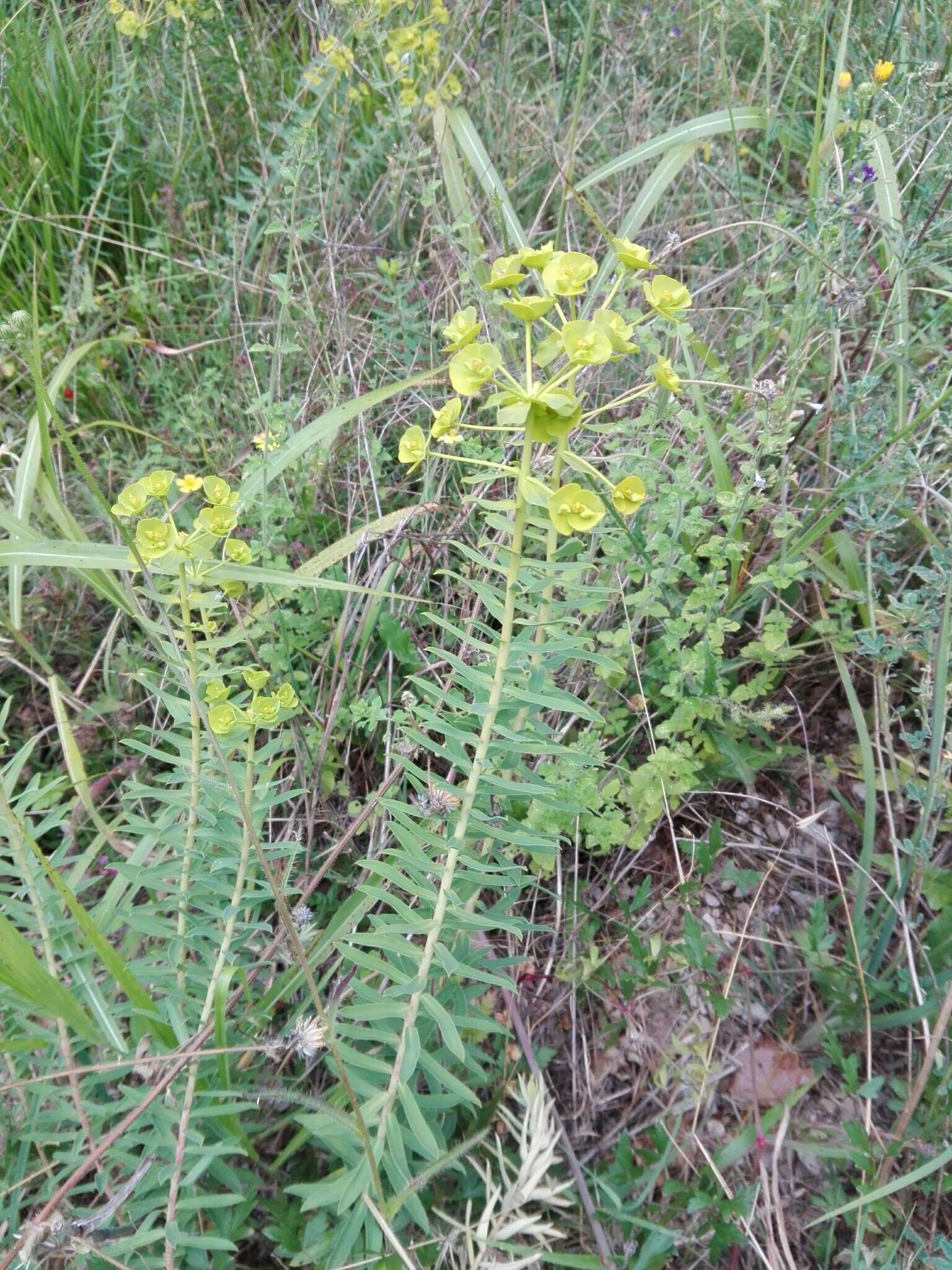 Image of Euphorbia nicaeensis All.