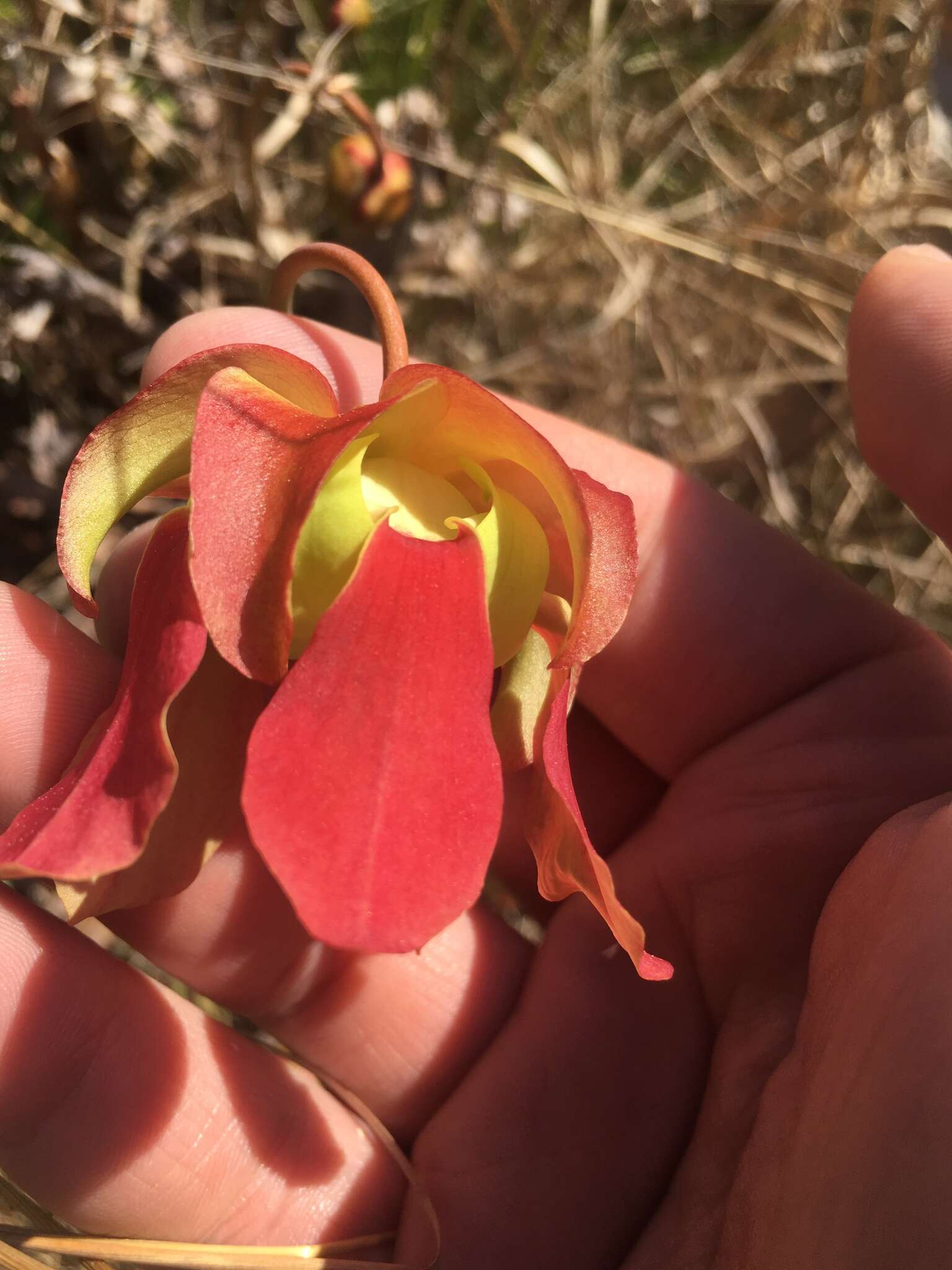 Image of Alabama Cranebrake Pitcherplant