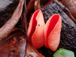 Imagem de Sarcoscypha jurana (Boud.) Baral 1984