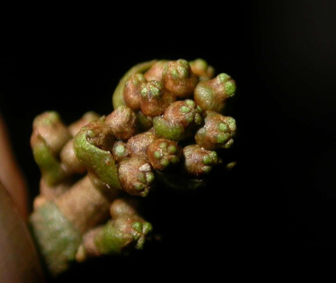 Image of Miconia commutata Almeda