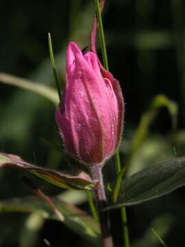 Image of Castilleja arctica Krylov & Sergievsk.