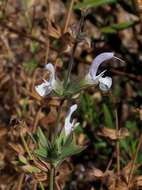 Image of Salvia palaestina Benth.