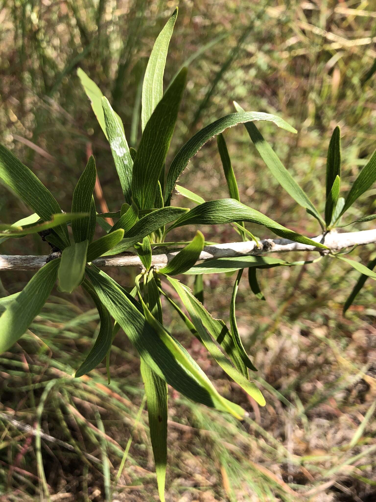 Plancia ëd Dolichandrone alternifolia (R. Br.) Seem.