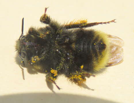 Слика од Bombus occidentalis Greene 1858