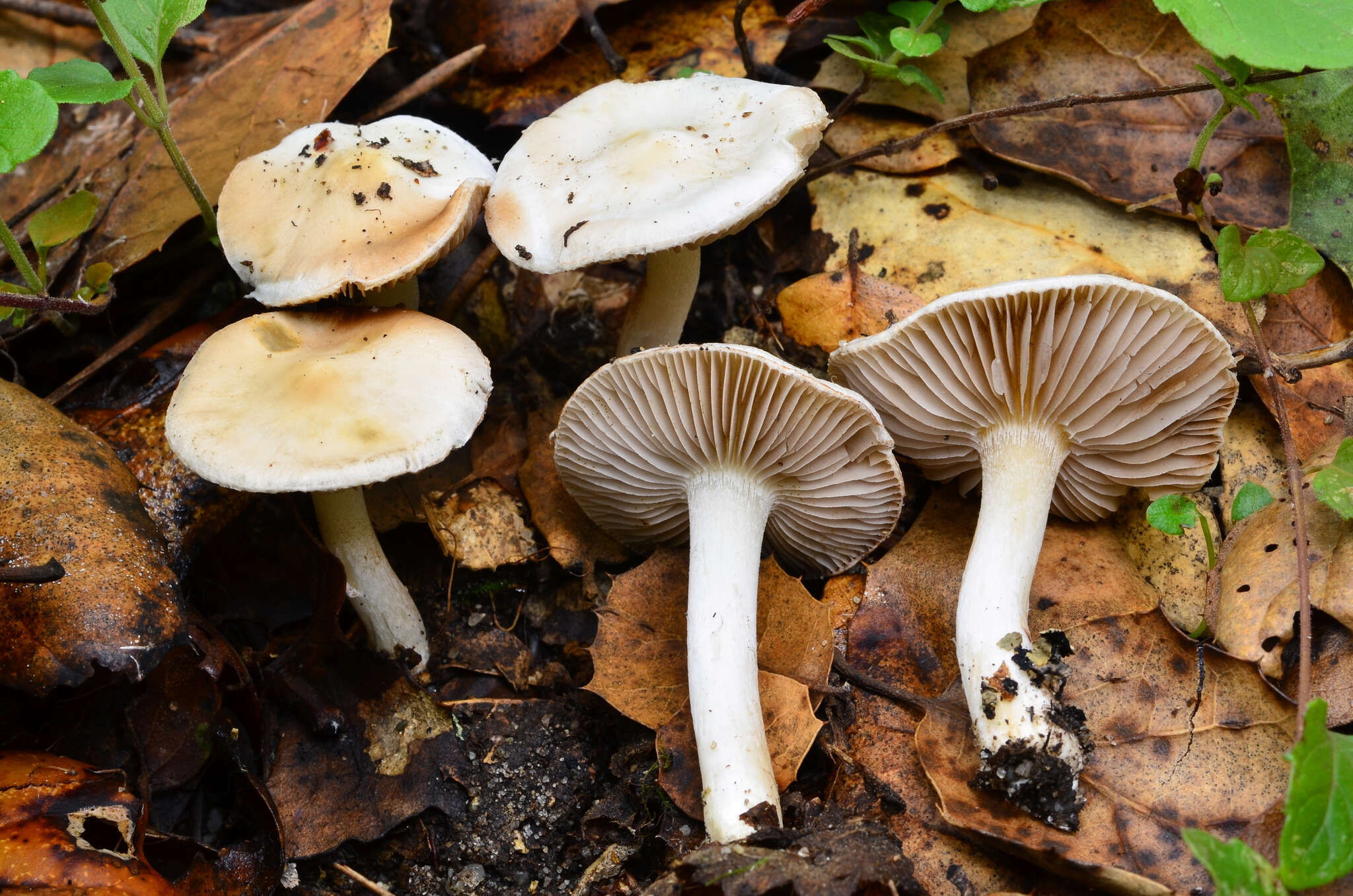 Image of Inocybe insinuata Kauffman 1924