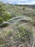 Image de Stipa papposa Nees