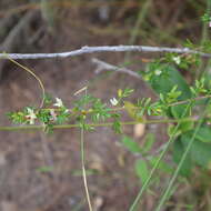 Image de Boronia alulata Soland. ex Benth.