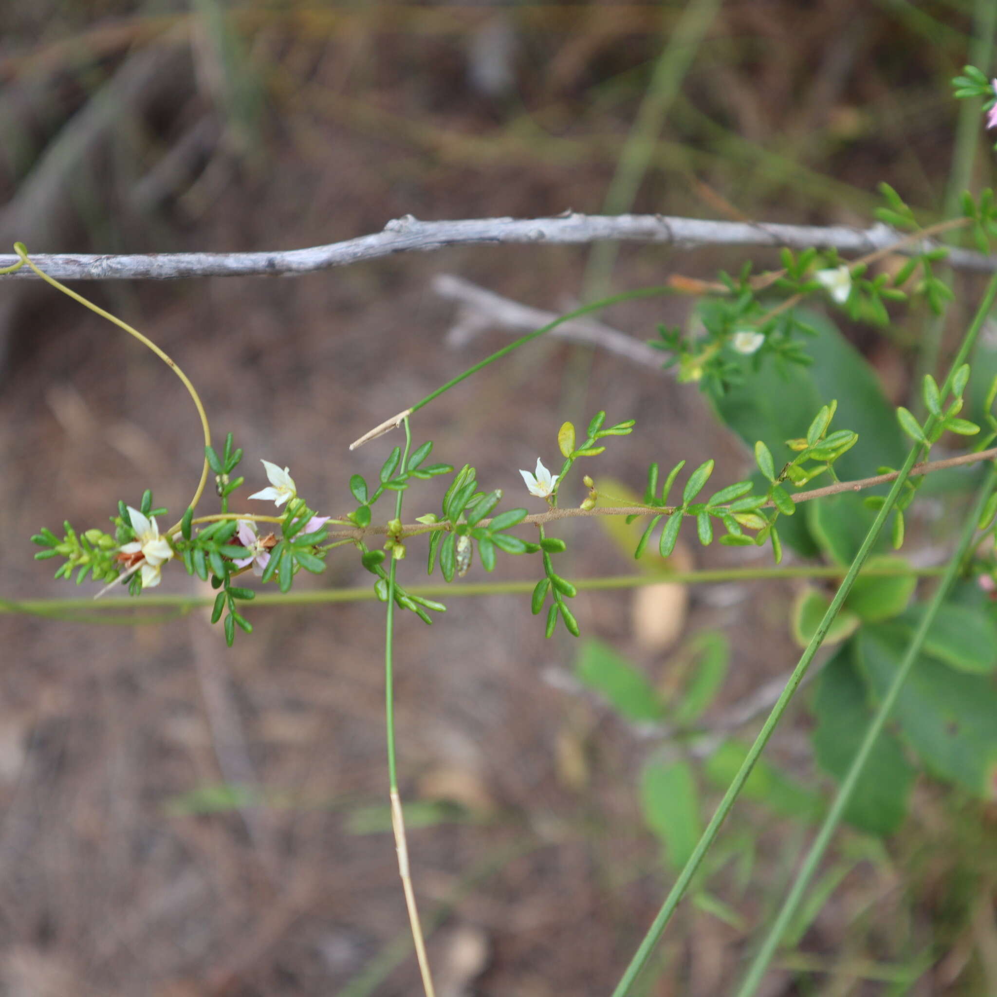 Image de Boronia alulata Soland. ex Benth.