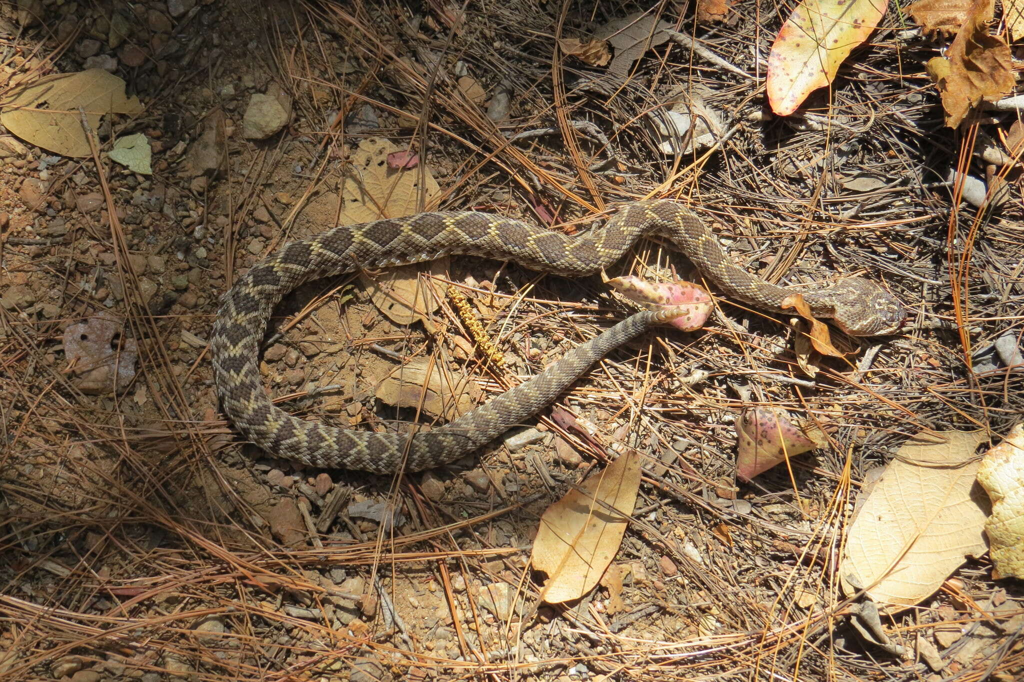 Image of Crotalus molossus oaxacus Gloyd 1948