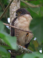 Accipiter tachiro sparsimfasciatus (Reichenow 1895)的圖片