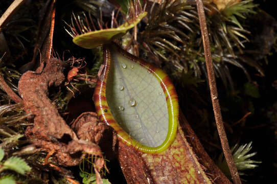 Слика од Nepenthes tentaculata Hook. fil.