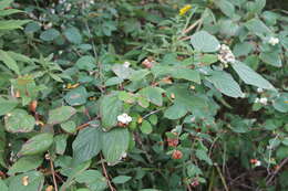 Image of redosier dogwood