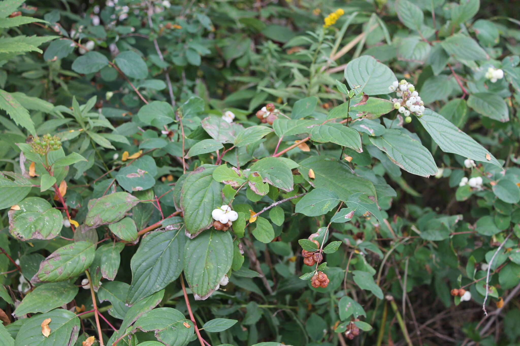 Image of redosier dogwood