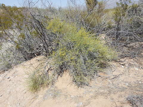 Ephedra torreyana S. Watson的圖片