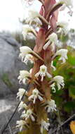 Imagem de Satyrium candidum Lindl.