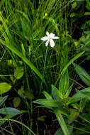 Image of Chlorophytum cooperi (Baker) Nordal