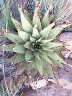 Image of Aloe broomii Schönland
