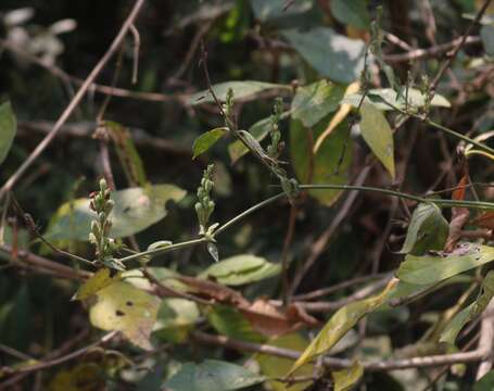 Image of Justicia wynaadensis (Nees) Heyne