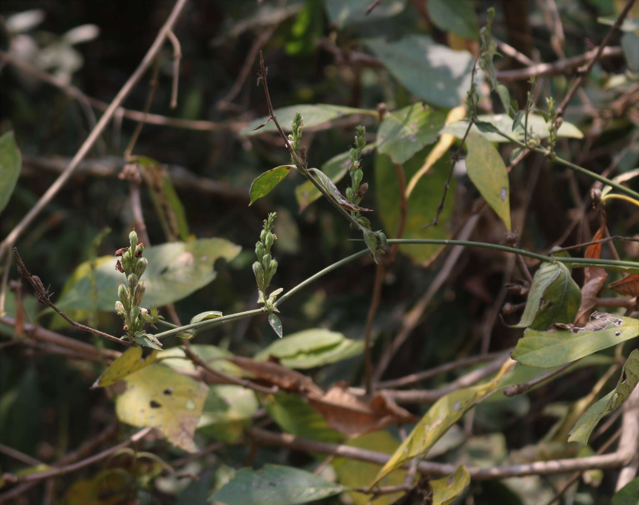 Image of Justicia wynaadensis (Nees) Heyne