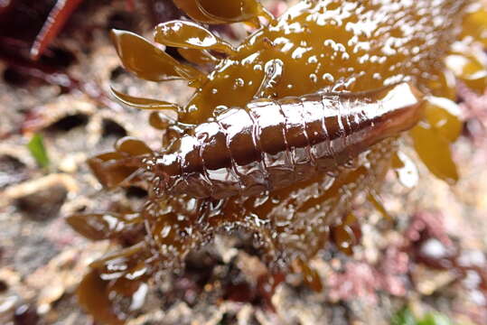 Image of Pentidotea stenops (Benedict 1898)