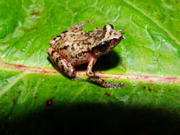 صورة Eleutherodactylus jaliscoensis Grünwald, Reyes-Velasco, Franz-Chávez, Morales-Flores, Ahumada-Carrillo, Jones & Boissinot 2018