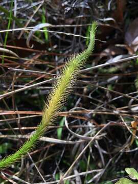 Image of foxtail clubmoss