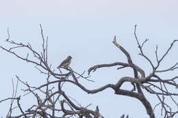 Image of Lemon-breasted Canary