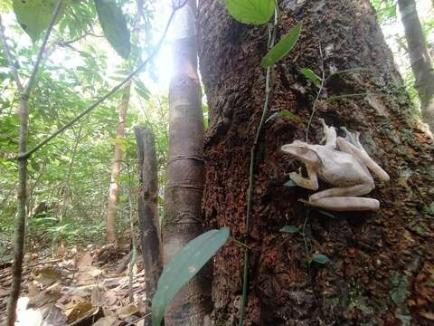 Image de Polypedates occidentalis Das & Dutta 2006