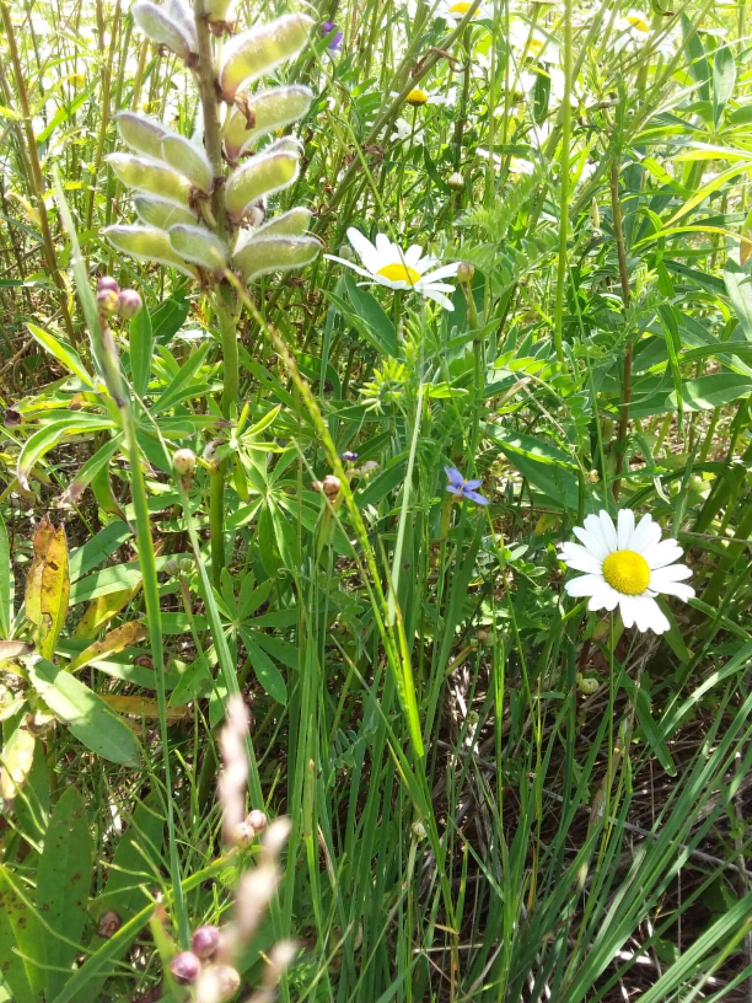 Image of strict blue-eyed grass