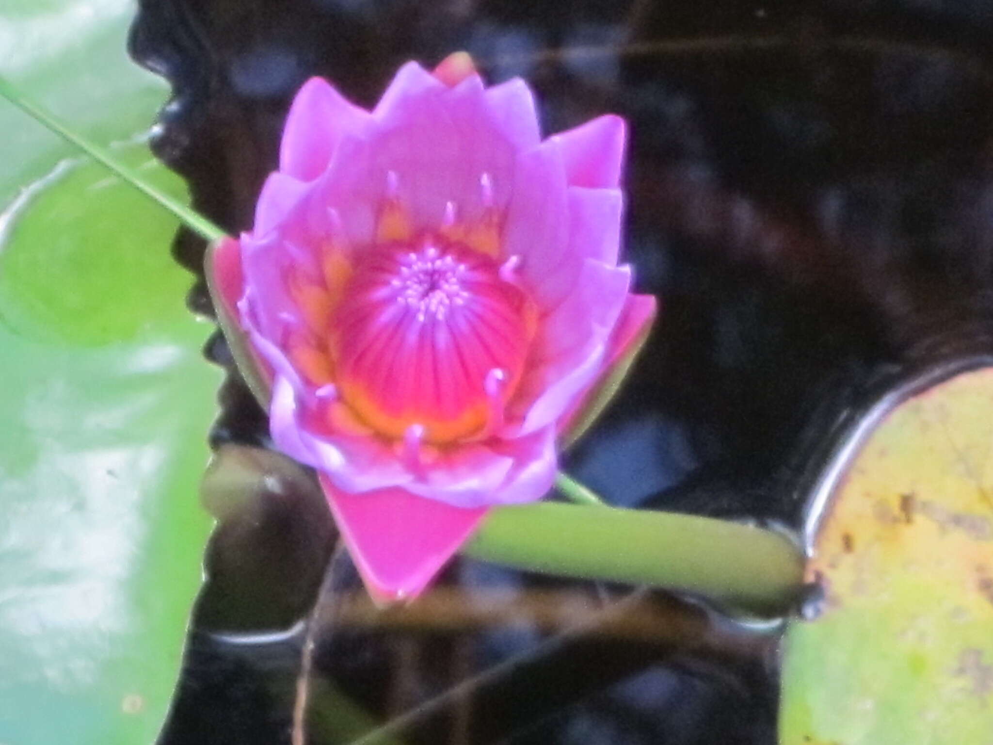 Image de Nymphaea nouchali var. zanzibariensis (Casp.) B. Verdcourt