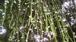 Image of Mistletoe Cactus