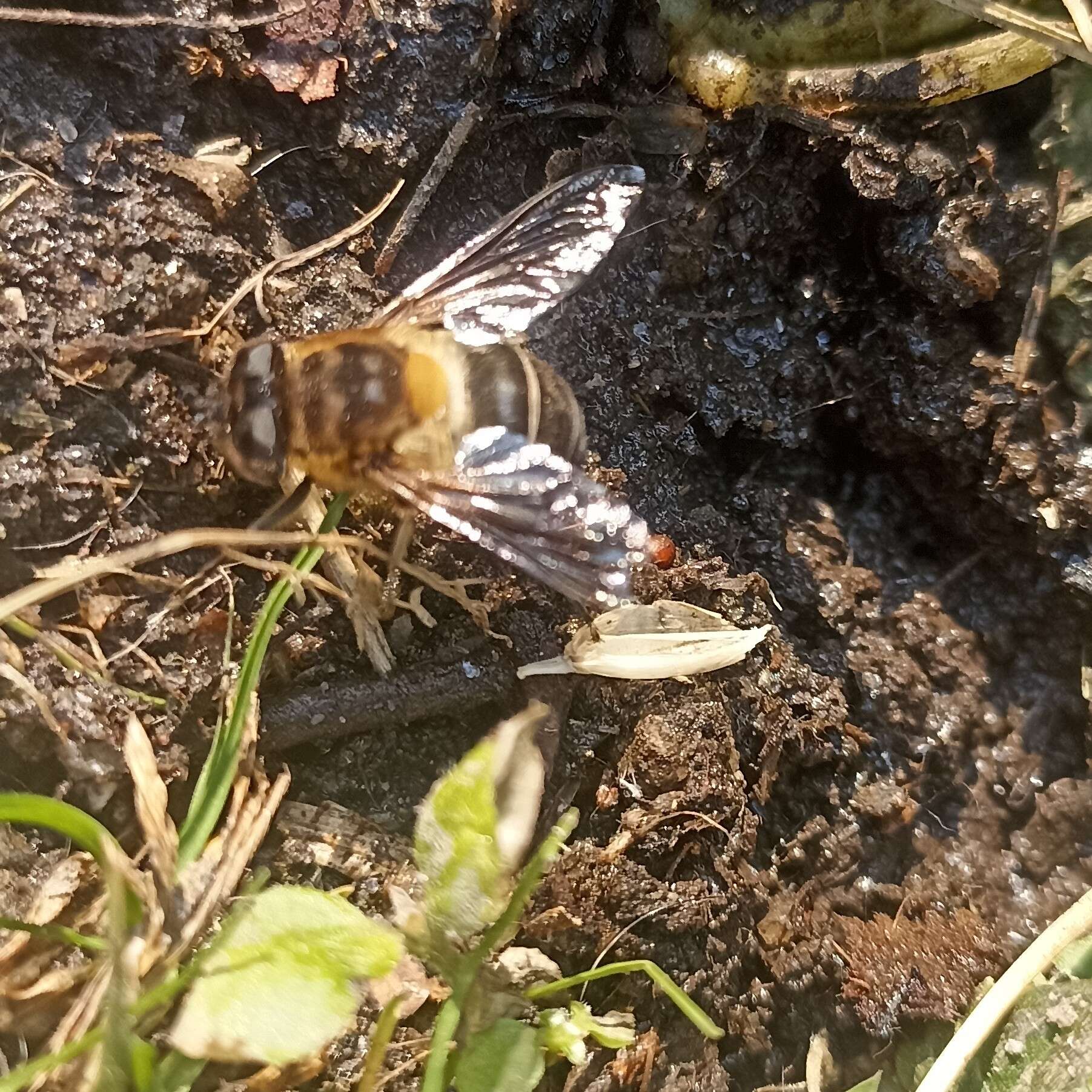 Image of Eristalis himalayensis Brunetti 1908