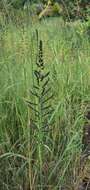 Image of Antelope Grass