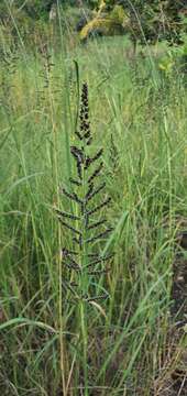 Image of Antelope Grass