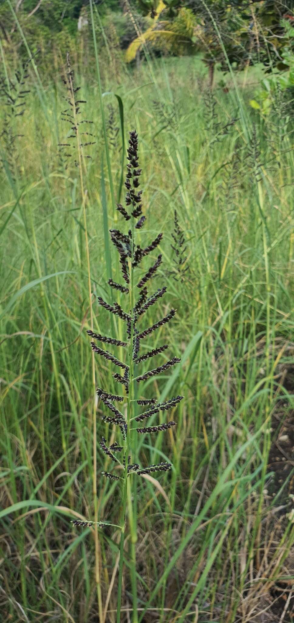 Image of Antelope Grass