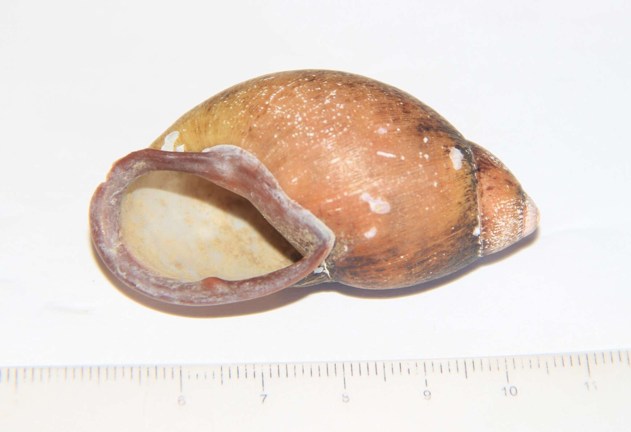 Image de Mirinaba unidentata