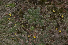 Image of Potentilla candicans Humb. & Bonpl. ex Schltdl.