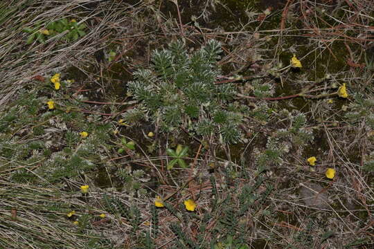 Image de Potentilla candicans Humb. & Bonpl. ex Schltdl.