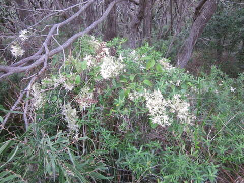 Image of Clematis pubescens Hueg. ex Endl.