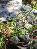 Image of Crucianella latifolia L.