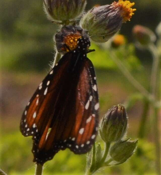 Sivun Danaus (Anosia) eresimus subsp. montezuma Talbot 1943 kuva